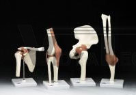 Hip Joint Bone Functional Anatomical Model